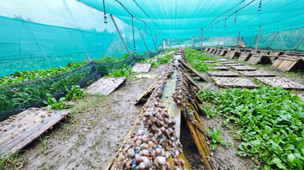 Gemini_Generated_Image_o3qtgwo3qtgwo3qt (1)