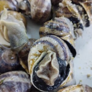 Helix aspersa ‘Maxima’ (Large Grey)