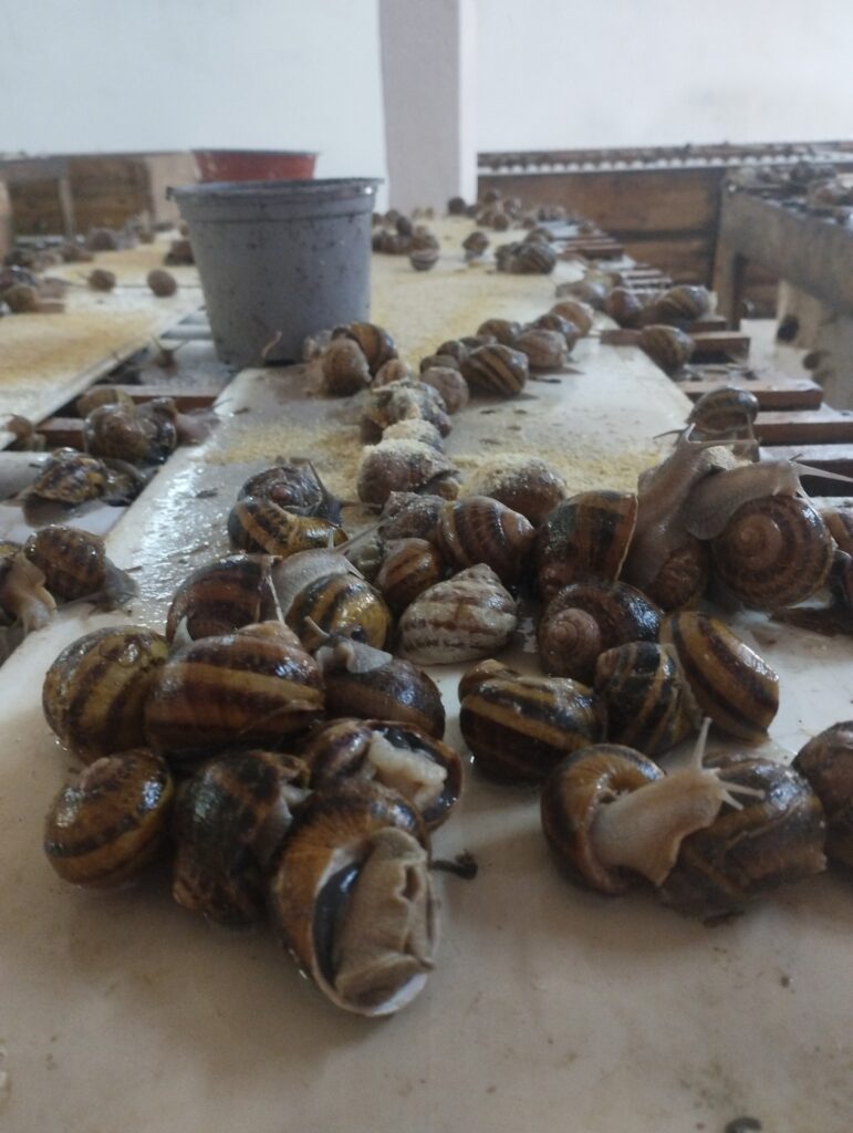 start-of-season-snail